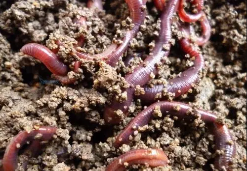 的凈工業(yè)除臭劑高效治理蚯蚓養(yǎng)殖惡臭異味大、牛糞味濃 .png