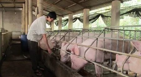 養(yǎng)殖場臭味難治理？潔匠凈化幫您輕松解決！.jpg