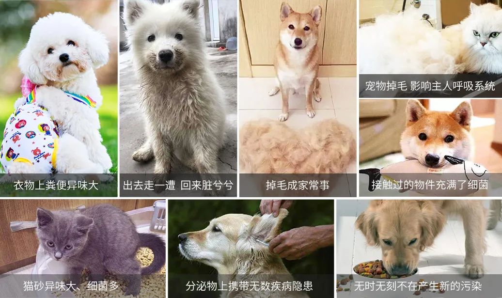 寵物氣味彌漫整個(gè)屋子，潔匠凈化教您如何除味.jpg